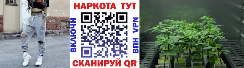Псилоцибиновые грибы Магадан